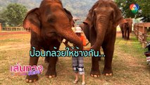 เกรซ พัชร์สิตา ชวนขึ้นเหนือแอ่วปางช้าง ที่เชียงใหม่