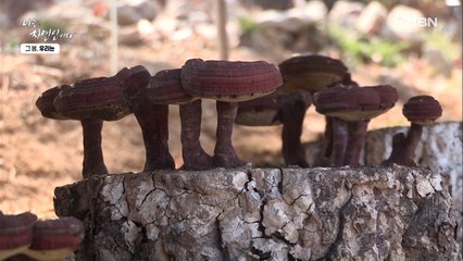 알고 보니 버섯 재배 달인? 상황버섯에 영지버섯까지 직접 기르는 자연인