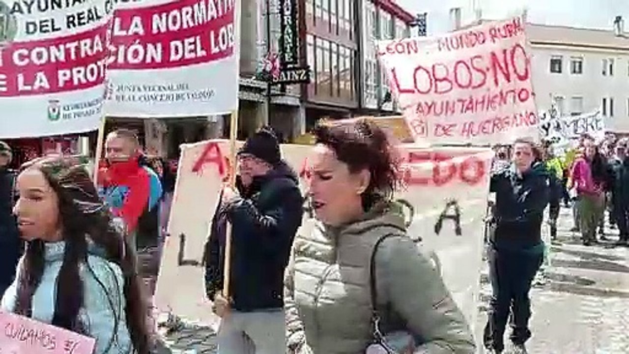 Protesta ganadera por los ataques del lobo