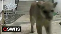 Doorbell footage shows mountain lion visiting a man's front porch after it was repeatedly spotted in the neighborhood