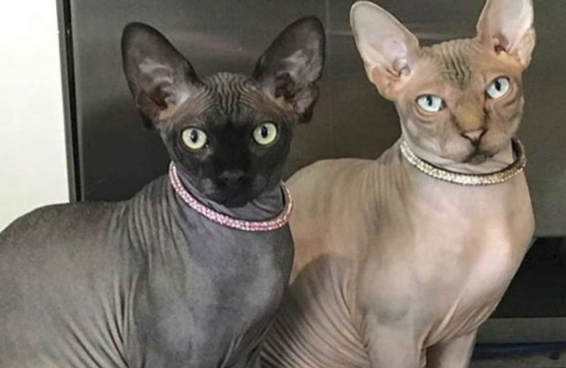 Cientistas afirmam que gatos podem reconhecer nome dos seus donos