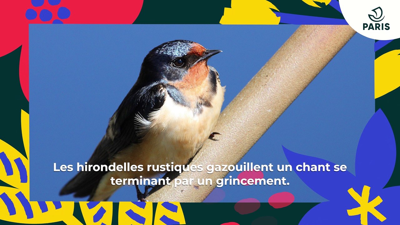 Les hirondelles à Paris | Brèves de nature sauvage à Paris | Paris Podcast