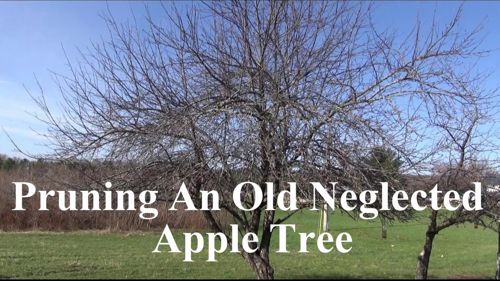 Old Apple Tree Trimming Understanding The Click Pruning Technique