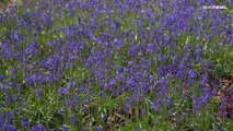 Los turistas vuelven al bosque de Hallerbos, Bélgica, para ver la floración de las campanillas