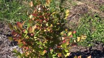 How To Prune Blueberries For Maximum Production & Fruit Quality