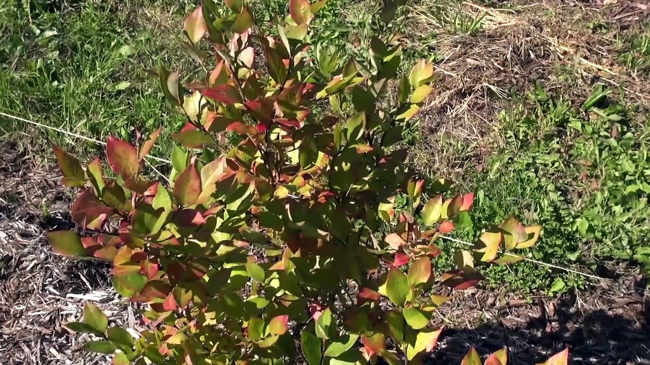 How To Prune Blueberries For Maximum Production & Fruit Quality