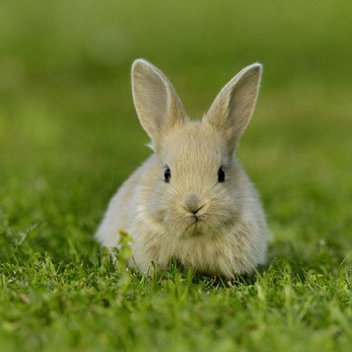 Kaninchen lebt in einem zweistöckigen Haus!