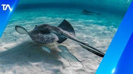 En Galápagos se fortalece la investigación sobre mantarrayas