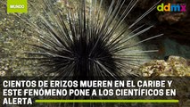 Cientos de erizos mueren en el Caribe y este fenómeno pone a los científicos en alerta