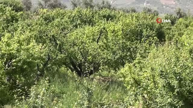 İlk çıktığında 500 liraya satılan erik şimdi kilosu 20-50 liradan alıcı buluyor