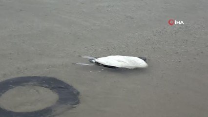 Son dakika haberi! Çok sayıda 'kara gerdanlı dalgıç kuşu' ölüsü kıyıya vurdu