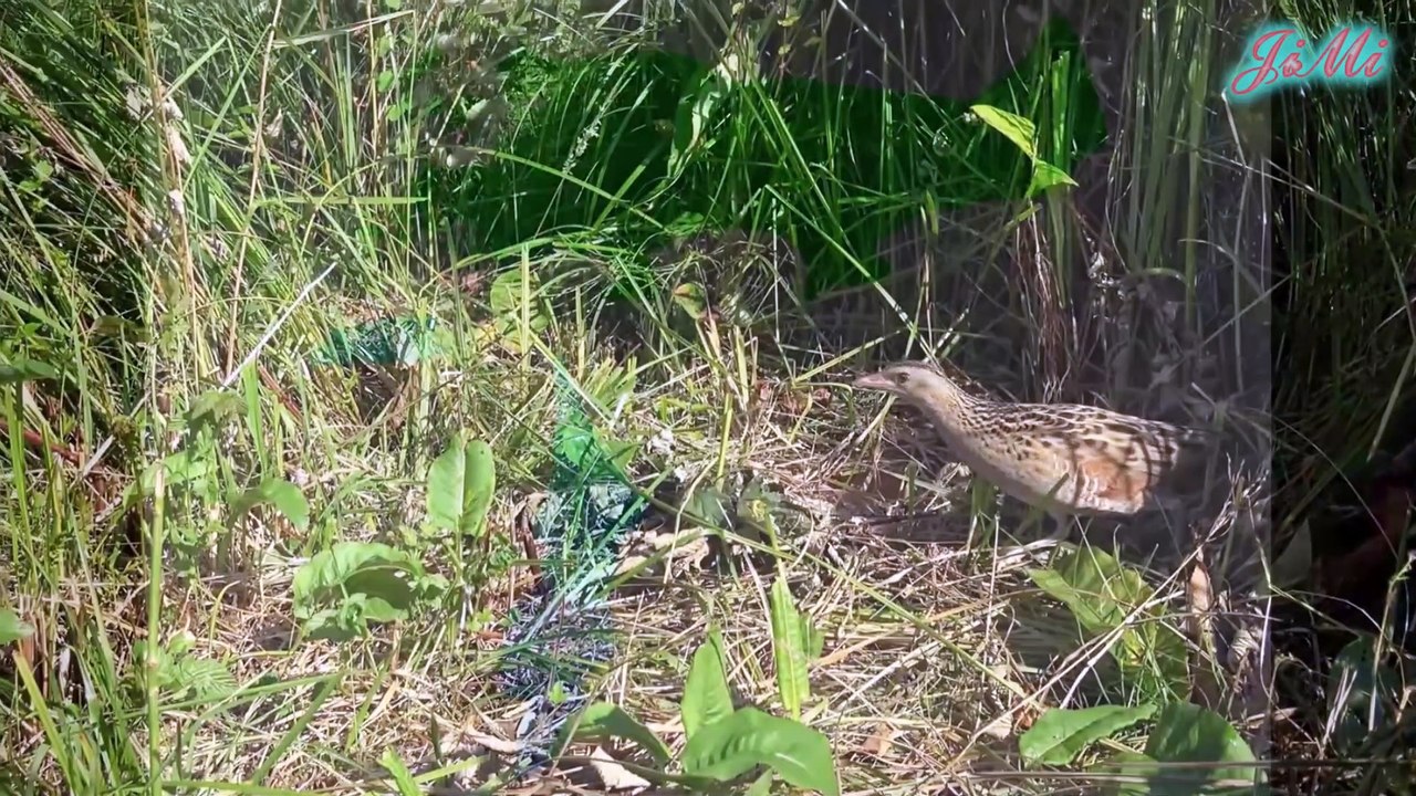 Corn Crake & Tiếng Kêu Vang Từ Vùng Cỏ Rậm Rạp