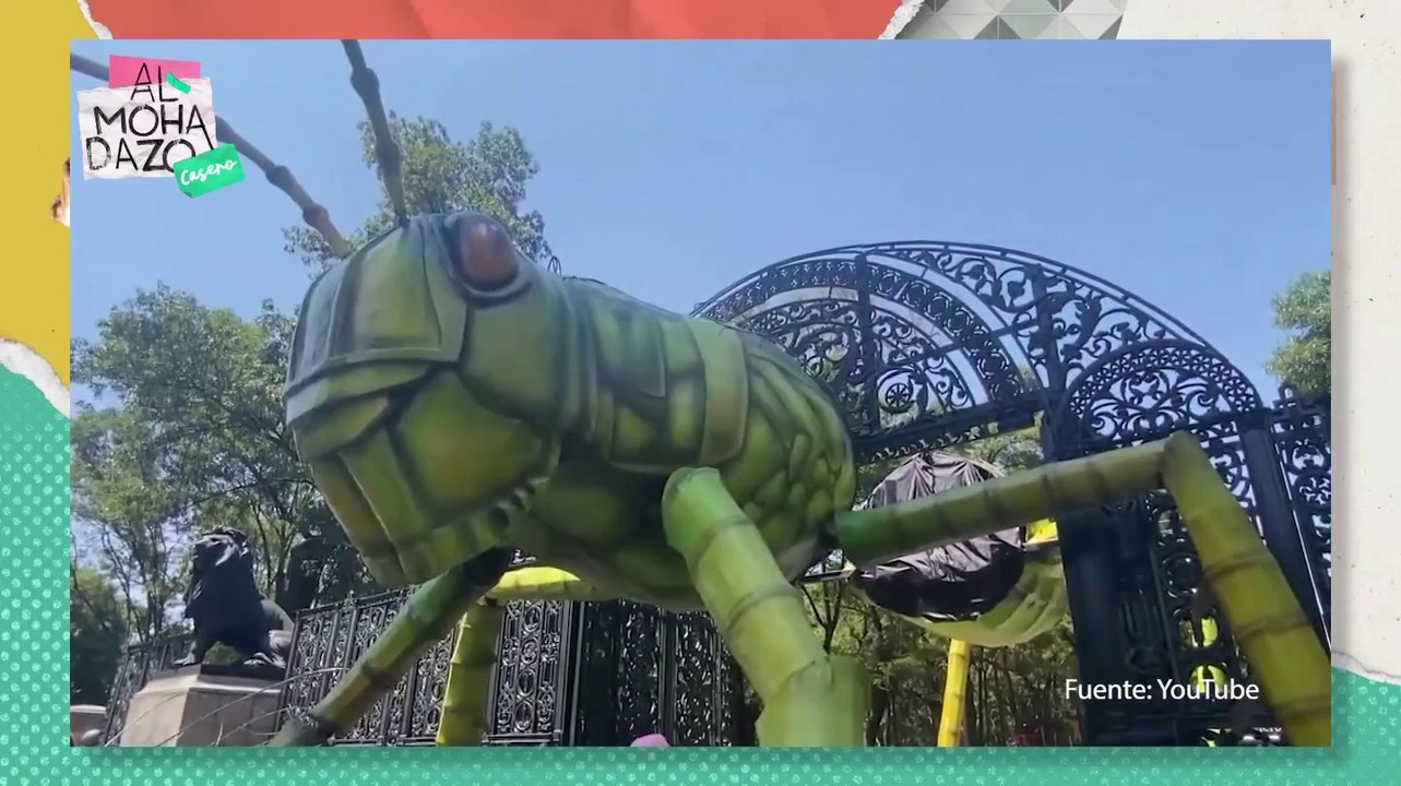 Insectos gigantes en la CDMX - Almohadazo Casero