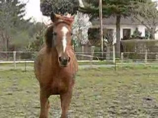 28 fev 08 cercle dep galop