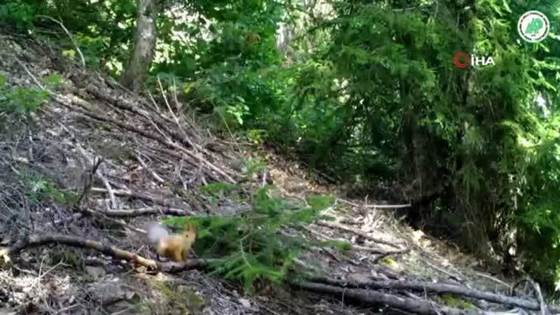 Yaban yaşamı foto kapanlara yansıdı