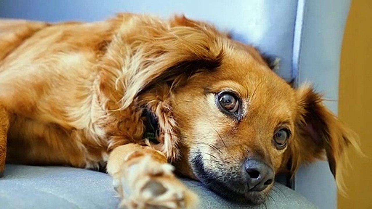 Dog - 15305 (2)