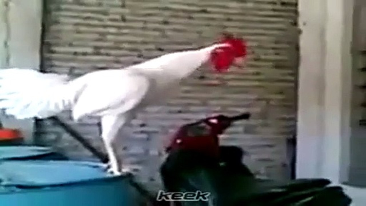 A rooster that laughs #strangely