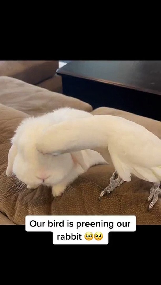 ⁣Pet Parrot Preens Pet Rabbit