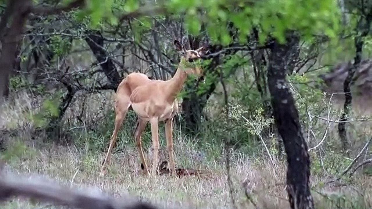 Newborn Impala Tries to Stand