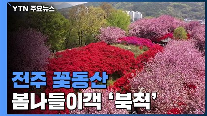 벚꽃 엔딩? 아직 아닙니다...전주 완산칠봉 꽃동산 '북적' / YTN
