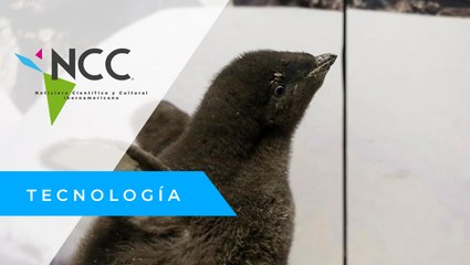 Un pingüino nacido en un zoológico mexicano es "entrenado" por sus cuidadores