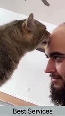 Best Funny Cat Videos - Funniest Cats - Funny Animal Videos - Best Services - #shorts #short