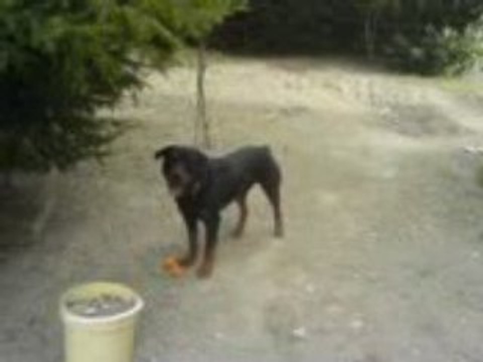 rottweiler volcan