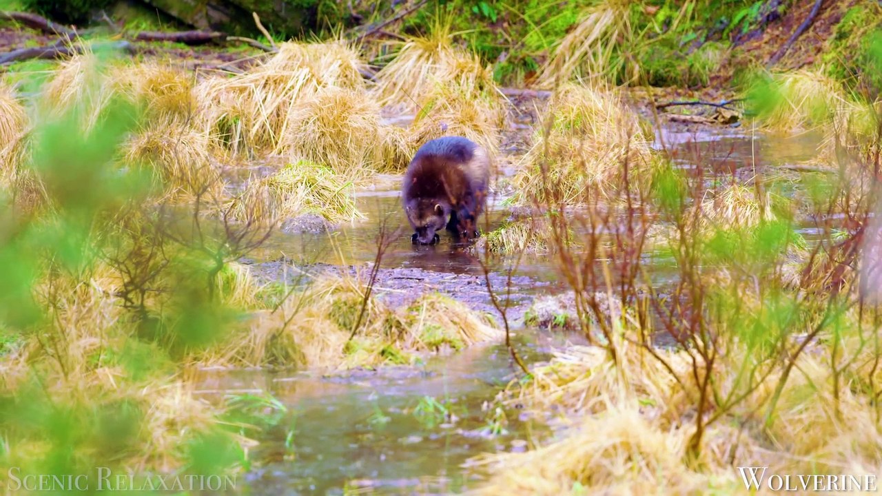 Animals of America 4K - Scenic Wildlife Film With Calming Music