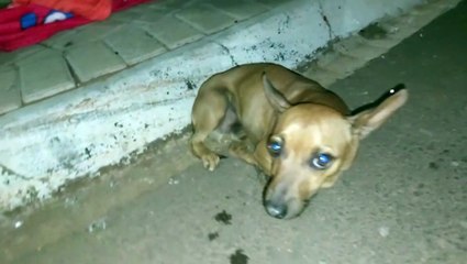Cachorro é atropelado e condutor não parou para socorrer