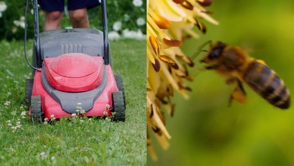 A buzzing new initiative to help save bees this spring