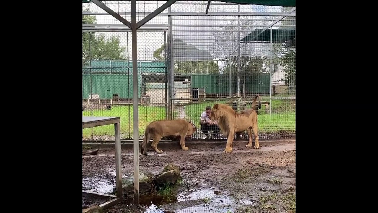 Maji and Phoenix meet for the first time at Mogo Wildlife Park