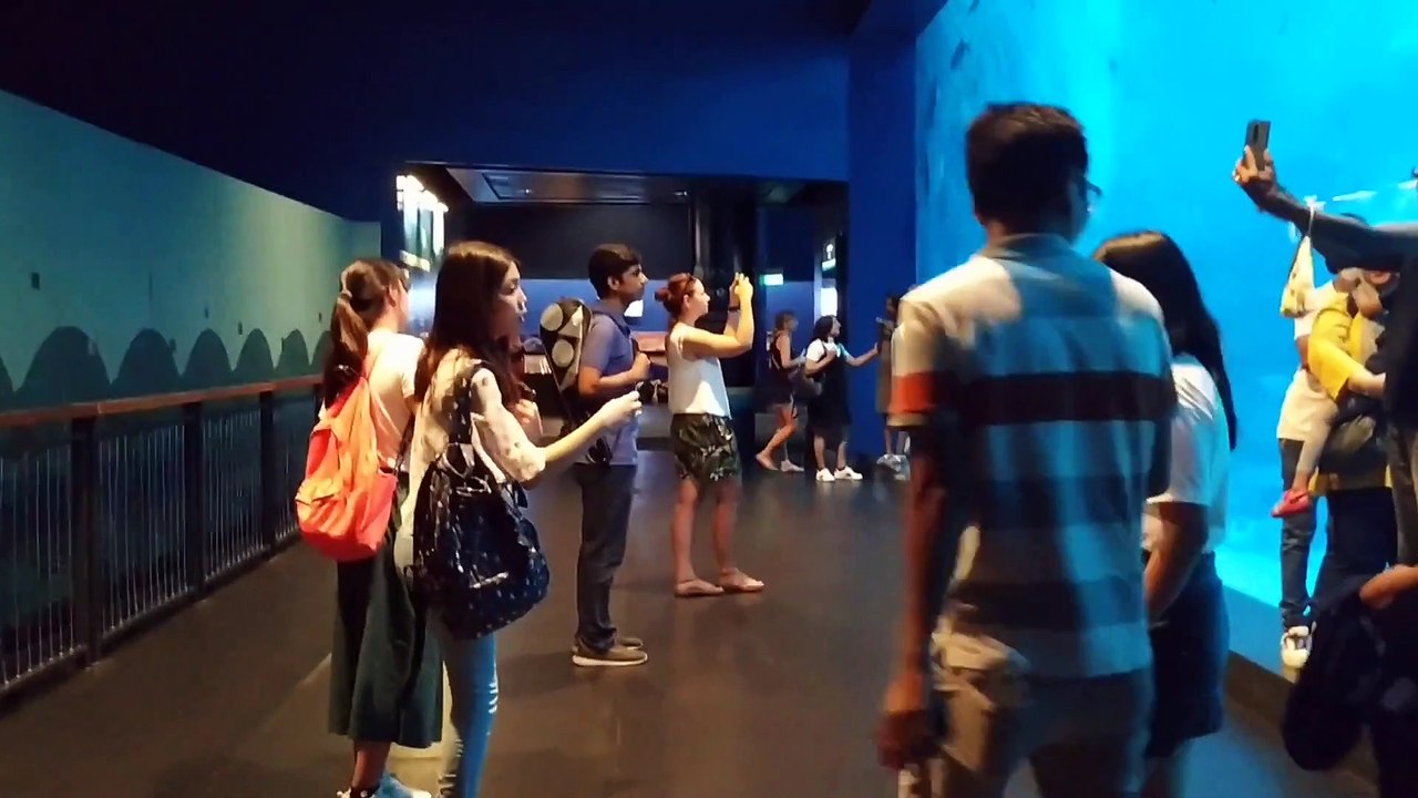 Amazing Sea Aquarium in Sentosa, Singapore