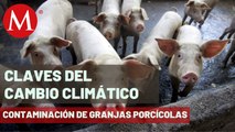Industria porcícola, un problema ambiental en Yucatán | Claves del Cambio Climático