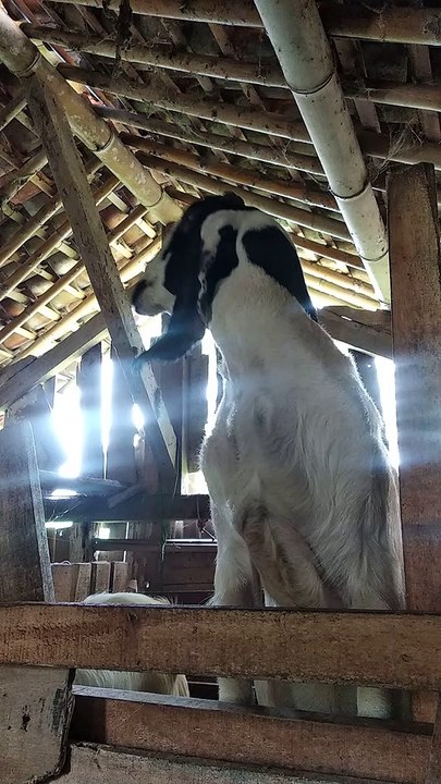 GOAT STANDING