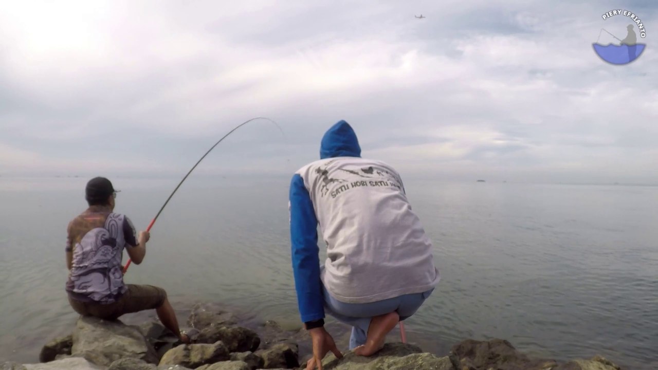 Mancing Ikan Baronang Pakai Umpan Lumut