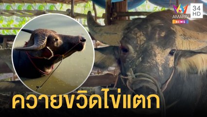 หนุ่มห้ามควายทะเลากัน โดนขวิดไข่แตก | ข่าวเที่ยงอมรินทร์ | 21 เม.ย.65
