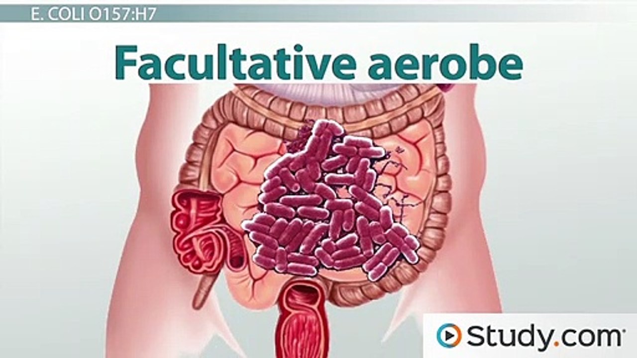 Escherichia Coli Infections- E. coli O157-H7