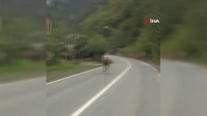 Rize'de sahibinden kaçan at trafikte dört nala koştu