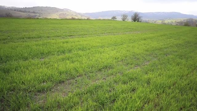 KIRKLARELİ - Yağışlar Trakya'da hububatta yüksek rekolte umudunu artırdı