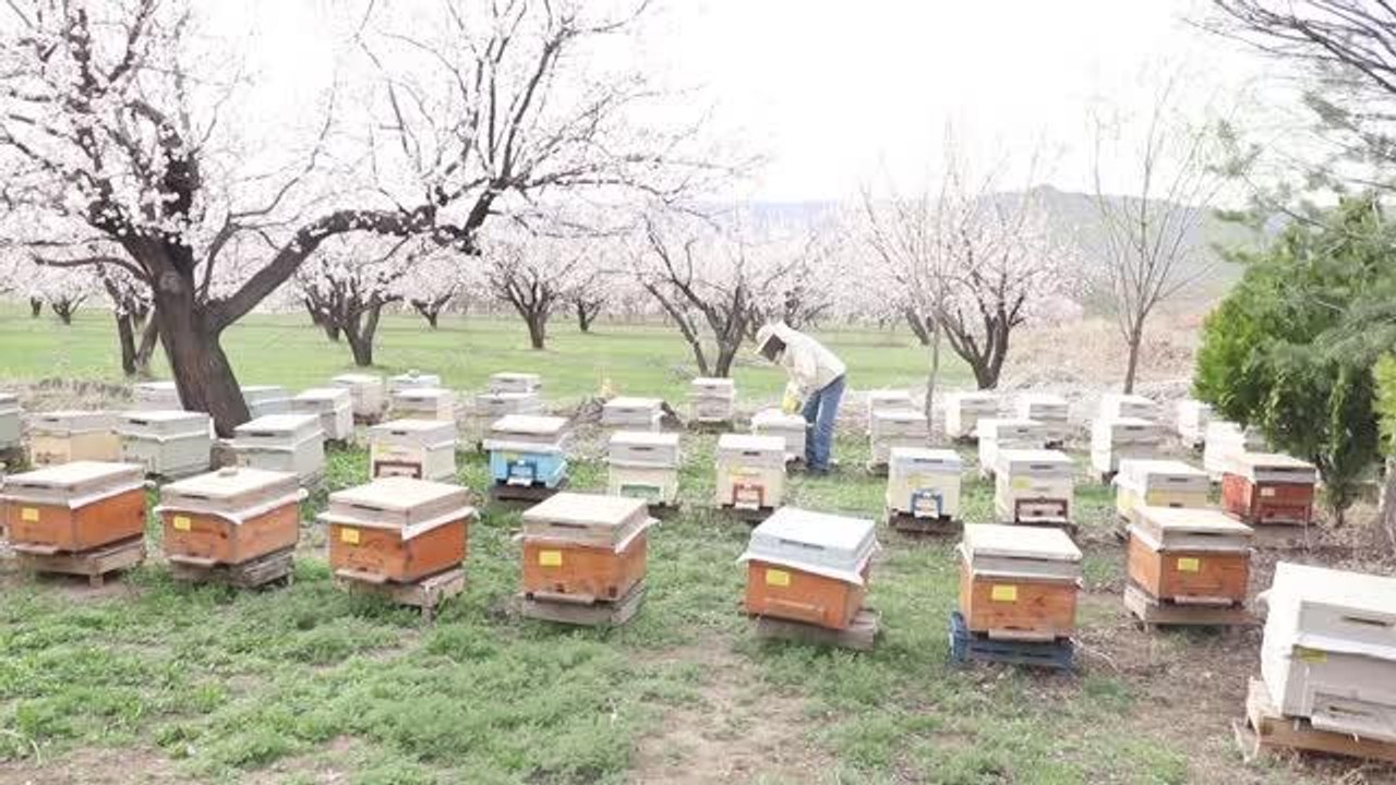 Arıcılar çiçek açan kayısı bahçelerinde kovan kolonisini güçlendiriyor