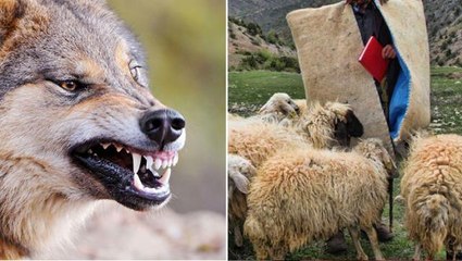 Koyunları otlatan çoban ve hırçın kurt burun buruna geldi, hareketleri gündem oldu