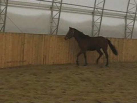 Montage Zéphyr (Lover Boy) en liberté