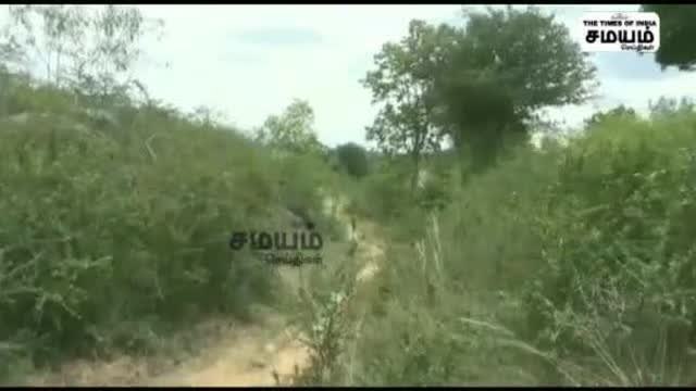இரண்டு குட்டிகளுடன் வலம் வரும் தாய் யானை; முழு வீடியோ!
