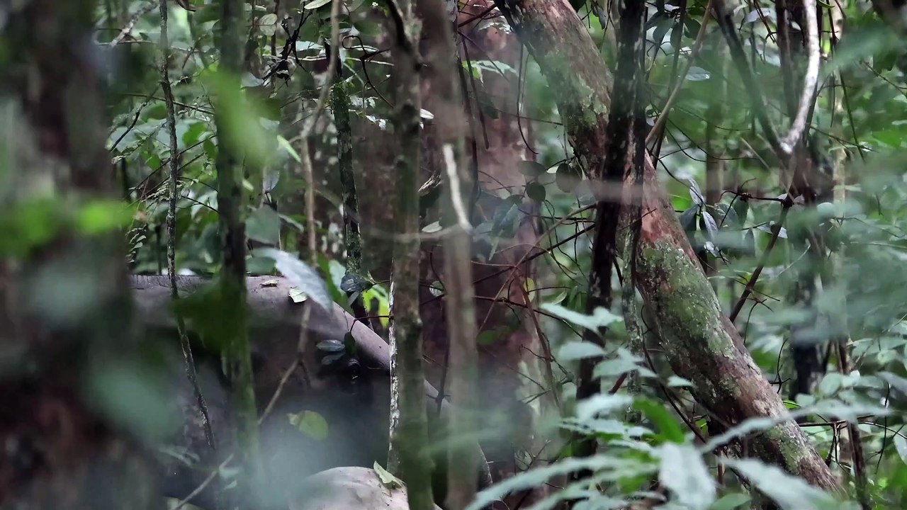 Elefantes de bosque en Gabón