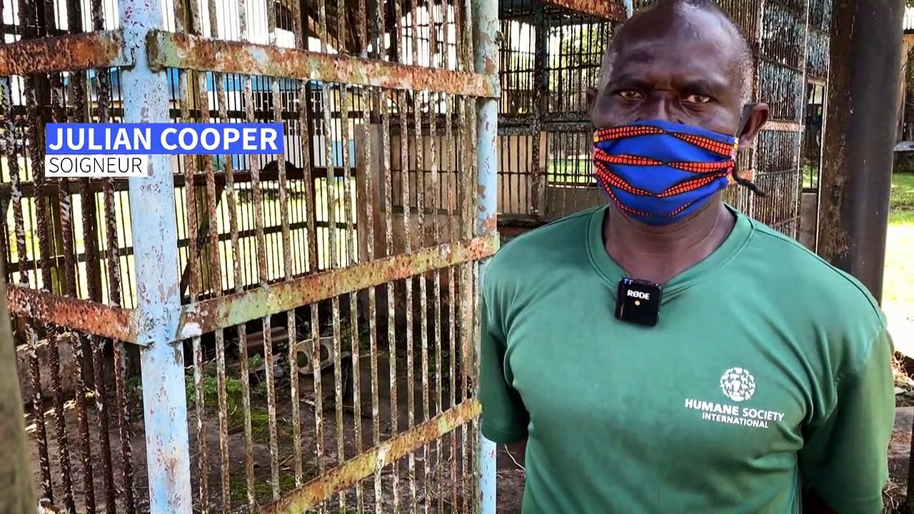 Liberia : des singes de laboratoire confinés à vie sur leurs îlets