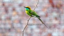 Blue Cheeked Bee eater (Merops persicus)