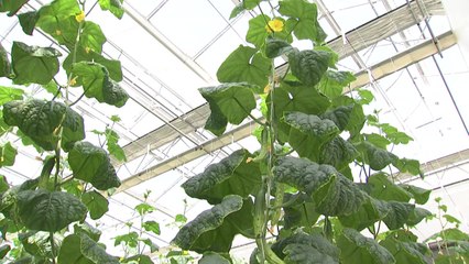 [녹색] 스마트 팜 기술로 소득 쑥쑥...체험교육 활발 / YTN