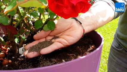 Roland Motte, jardinier : de l'utilité de l'engrais au jardin