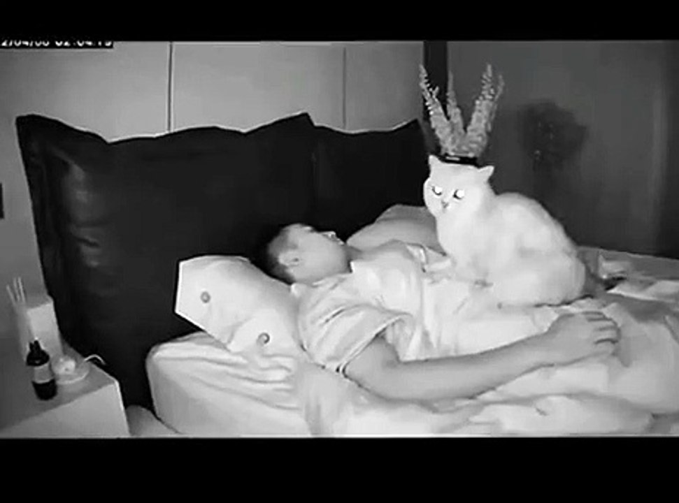 Gato vinga-se de dono que montou uma estrutura para evitar que ele ficasse em cima dele durante a noite