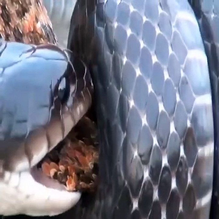 Cobras deal with rattlesnakes quickly